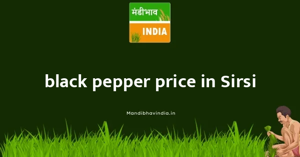 black pepper price